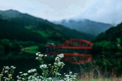 White flowers against river and mountains
