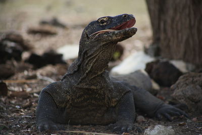 Close-up of lizard on rock