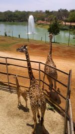 Giraffe in zoo