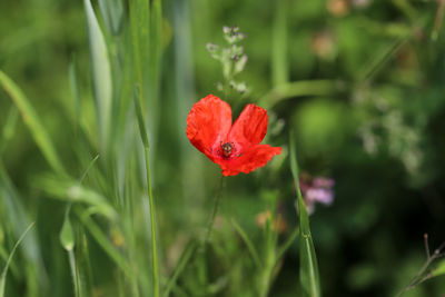 Close-up of red poppy flower on field