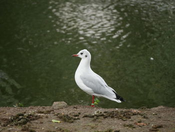 Close-up of bird in water