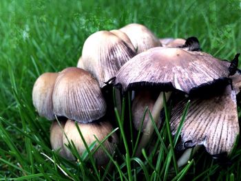 Close-up of grassy field