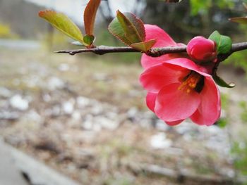 Close-up of flower against blurred background