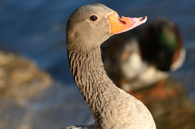 Close-up of a bird