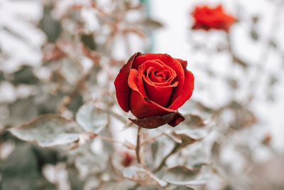 Close-up of red rose