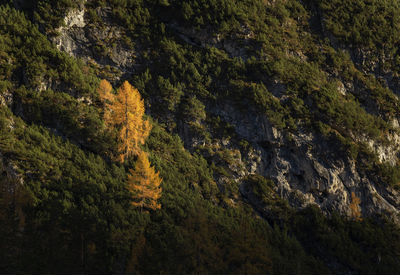 High angle view of trees in forest