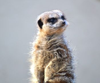 Close-up portrait of cute meerkat 