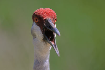 Sandhill crane close-up of head