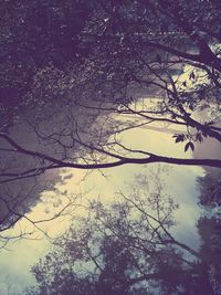 Low angle view of trees against sky