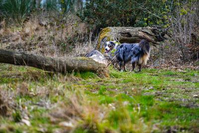 Dog in the wood