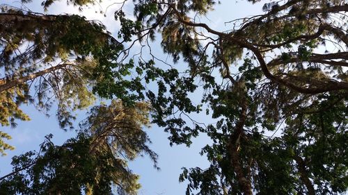 Low angle view of trees against sky