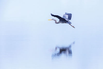 Seagull flying over a lake