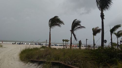 Palm trees on beach