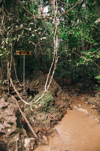 Trees growing in forest