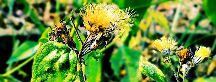 Close-up of yellow flower