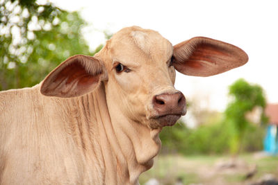 Close-up of cow