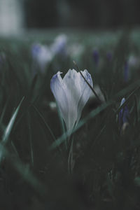 Close-up of white crocus flower on field