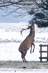 Horse standing on snow covered land