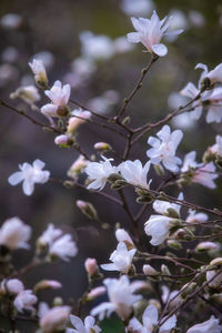 Close-up of white cherry blossoms in spring