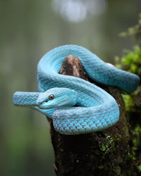 Close-up of snake