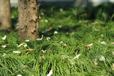 Close-up of fresh green grass