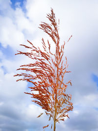 Low angle view of stalks against sky