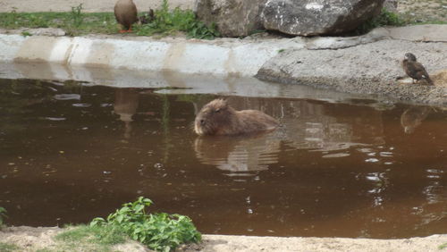 Rocks in pond