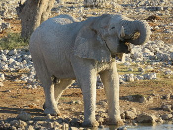 Side view of elephant on rock