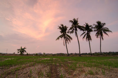 Palm trees on beach against sky