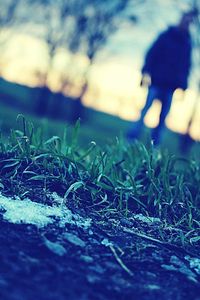 Close-up of grass on field