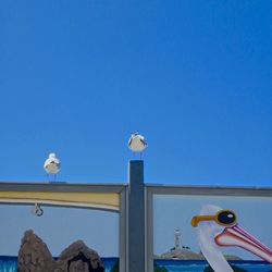 Low angle view of bird perching against clear blue sky