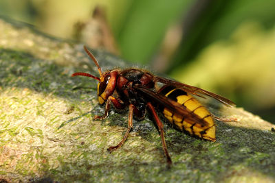 Close-up of insect