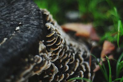 Close-up of lizard