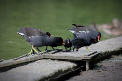 Close-up of bird perching on railing