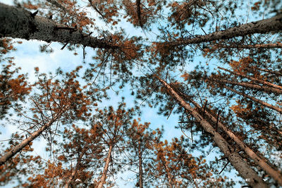 Low angle view of trees during winter