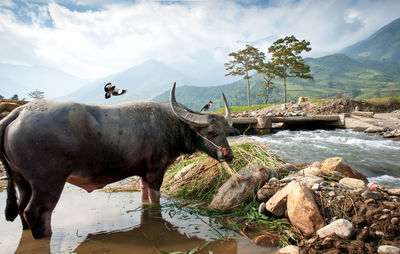 Horses in a lake