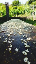 Close-up of leaves on table in park