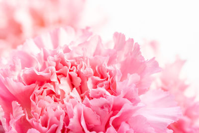 Close-up of pink rose flower