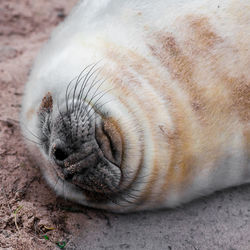 Close-up of a sleeping