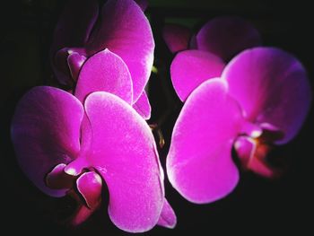 Close-up of pink orchid