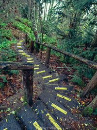 High angle view of steps amidst trees in forest