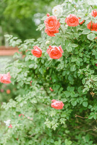 Close-up of pink flowering plant