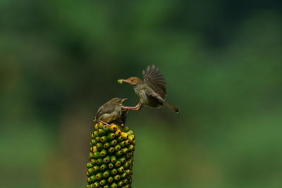 Close-up of bird flying