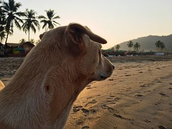 Dog on beach standing at beach