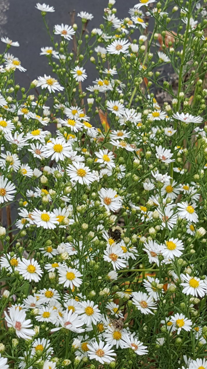 FULL FRAME SHOT OF WHITE FLOWERS