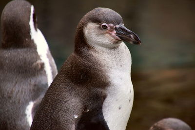 Close-up of penguin in water
