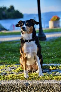 Dog looking away while sitting on land