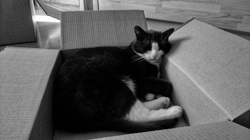 Cat lying in a box