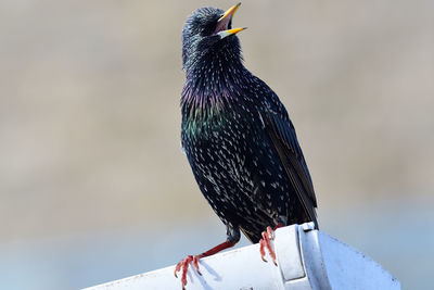 Close-up of bird perching on wood