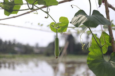 Close-up of wet leaves